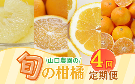 贈答品質 年 4回 定期便 愛媛県 愛南町 山口 農園直送 旬 の 柑橘 定期便 （ まどんな ・ 文旦 ・ 甘夏 ・ 河内晩柑 ） 60,000円 四季 の 味覚 を 満喫 フルーツ サブスク 産地直送 農家直送 旬 詰め合わせ セット 食べ比べ ギフト プレゼント 贈り物 紅まどんな 愛果28号 ぶんたん あまなつ 愛南ゴールド 和製グレープフルーツ 愛媛県 愛南町 山口農園