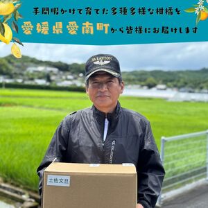 【訳あり】愛媛みかん約3kg 青果市場