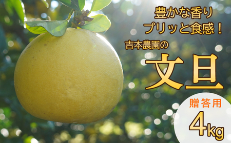 吉本農園 土佐文旦 4kg 贈答用 文旦