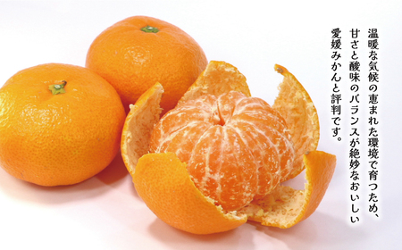 愛媛 みかん 5kg