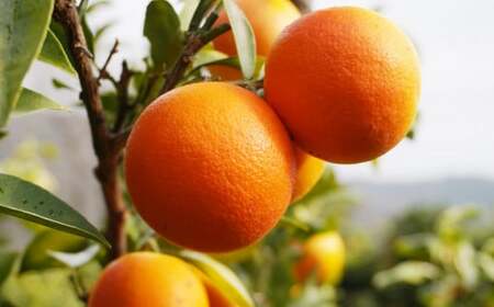 ブラッドオレンジ モロ 3kg 果樹園みどり