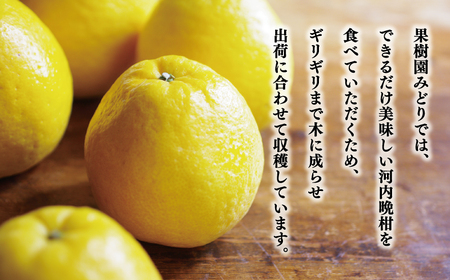 贈答用 河内晩柑 樹齢 30年以上 7.5kg 果樹園みどり