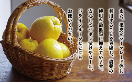 贈答用 河内晩柑 樹齢 30年以上 7.5kg 果樹園みどり