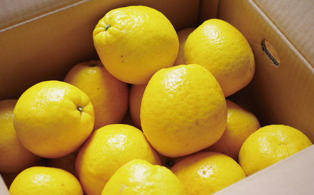 贈答用 河内晩柑 樹齢 30年以上 7.5kg 果樹園みどり