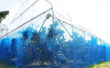 訳あり まどんな 5kg 前田ファーム