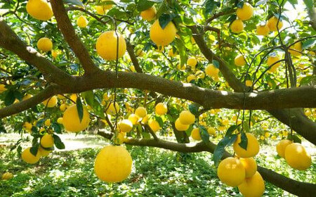 【数量限定】 河内晩柑 大玉 9kg みかんの山祥 河内晩柑