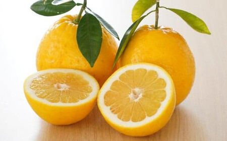 【数量限定】 河内晩柑 大玉 9kg みかんの山祥 河内晩柑