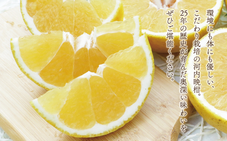 【数量限定】 河内晩柑 大玉 9kg みかんの山祥 河内晩柑