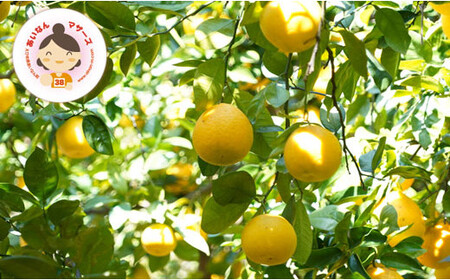 訳あり 河内晩柑 2kg みかん わけあり かわちばんかん あいなんマザーズ