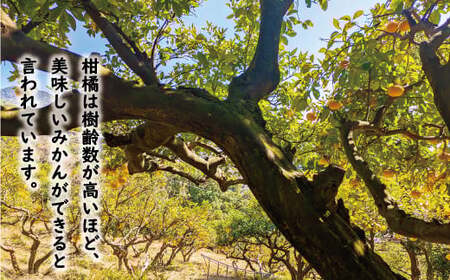 数量限定 先行予約 訳あり 木成り 完熟 甘夏 10kg 7000円 樹齢 50年 みかん あまなつ 夏みかん グレープフルーツ だいだい 家庭用 事前 予約 受付 産地直送 国産 農家直送 糖度 果樹園 期間限定 特産品 ゼリー マーマレード ピール ジュース デザート 等に 人気 甘い おいしい フルーツ 果物 柑橘 蜜柑 規格外 減農薬 あいなん総合ファクトリー 愛南町 愛媛県