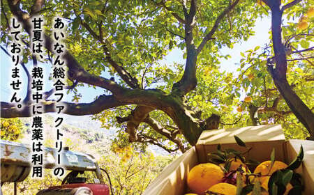 数量限定 先行予約 訳あり 木成り 完熟 甘夏 10kg 7000円 樹齢 50年 みかん あまなつ 夏みかん グレープフルーツ だいだい 家庭用 事前 予約 受付 産地直送 国産 農家直送 糖度 果樹園 期間限定 特産品 ゼリー マーマレード ピール ジュース デザート 等に 人気 甘い おいしい フルーツ 果物 柑橘 蜜柑 規格外 減農薬 あいなん総合ファクトリー 愛南町 愛媛県