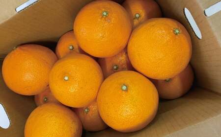 数量限定 訳あり 愛南 プリンセス 5kg サイズミックス 15000円 わけあり みかん 愛果48号 まどんな と 甘平 を交配 高級 人気 ブランド 柑橘 果物 フルーツ 紅プリンセス と 同一品種 期間限定 産地直送 国産 農家直送 特産品 お取り寄せ ギフト プレゼント mikan 蜜柑 ミカン ぷりんせす 甘い おいしい ゼリー ぷるぷる 果樹園みどり 愛南町 愛媛県