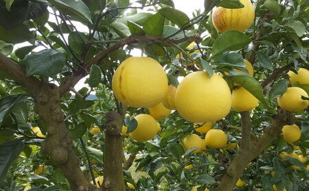 数量限定 訳あり 土佐文旦 9kg 10000円 みかん 文旦