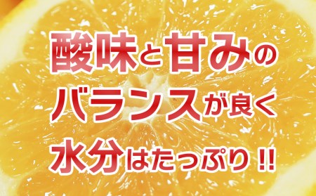 訳あり 河内晩柑 10kg 訳あり 晩柑 かわちばんかん 柑橘 訳あり