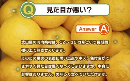 訳あり 河内晩柑 10kg 訳あり 晩柑 かわちばんかん 柑橘 訳あり 河内晩