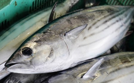 かつおのたたき 1パック かつお 刺身 1パック 食べくらべ セット 深浦 日帰り 鰹 計 2パック ポン酢 4パック 付き 新鮮 魚 鮮魚 たたき おいしい 究極 水揚げ 四国一 生産者 産地 直送 産直