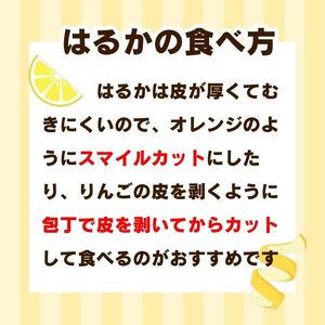 先行受付 訳あり はるか 7kg 【発送時期 1月中旬～3月】 なくなり次第終了 柑橘 かんきつ 期間限定 みかん 蜜柑 冬 糖度 傷 不揃い みかん職人武田屋