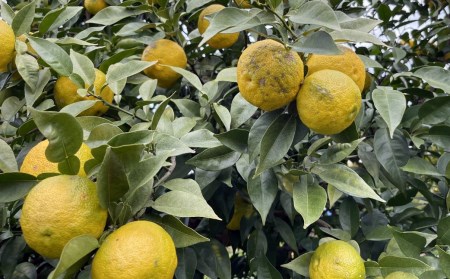 訳あり 柚子 5kg 訳あり ゆず 柚子 訳あり 柑橘 果物 訳あり 国産 ゆず 柚子 訳あり フルーツ 有名 訳あり 愛媛 ゆず 訳あり 柚子 みかん 訳あり 職人 武田屋 訳あり 蜜柑 ゆず 柚子 ブランド 大小 ミックス サイズ ゆず 柚子 愛媛県産 果実 ビタミン ゆず 柚子 美味しい 生産者 直送 産直 みかん職人武田屋