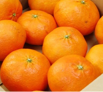 【甘平】【2026年2月頃から発送予定】甘平(かんぺい) 訳あり 約1.5kg 吉本農園