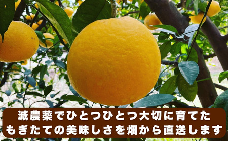 訳あり 河内晩柑 5kg 愛南ゴールド 河内晩柑