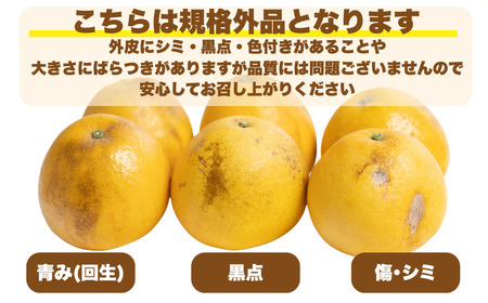 訳あり 愛南ゴールド 10kg  河内晩柑 愛南ゴールド