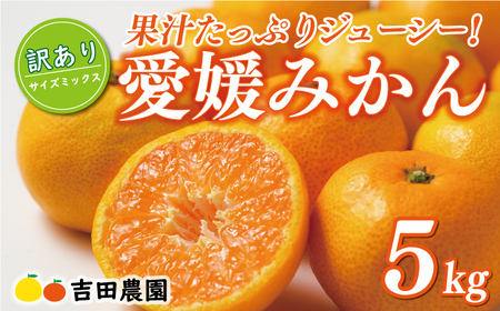 【高評価★4.8】 先行予約 訳あり 愛媛みかん 5kg  国産みかん 温州みかん 柑橘 果物 フルーツ 甘いみかん おすすめみかん 愛南町 愛媛県 吉田農園