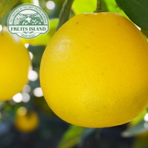 【河内晩柑】 先行予約 贈答用 美生柑 みしょうかん 約 7.5kg 河内晩柑 河内晩柑 愛媛県 愛南町 フルーツアイランド マルエム直販