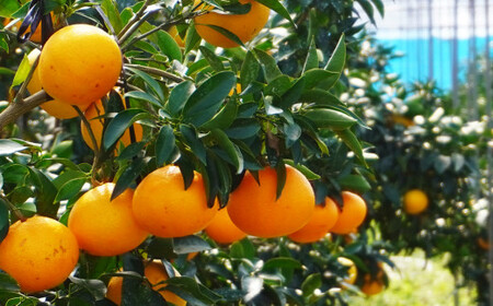 【紅まどんなと同品種】 まどんな 5kg 前田ファーム