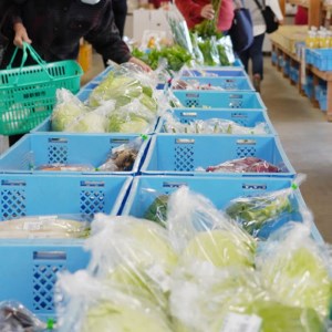 野菜 詰め合わせ セット 6～8種 緑新鮮市 キャベツ 人参 にんじん