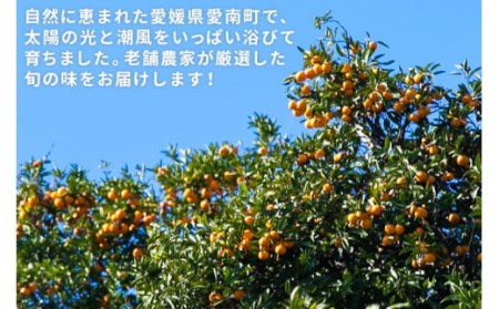 みかん 贈答用 3kg みかん 