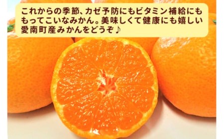 みかん 贈答用 3kg みかん 