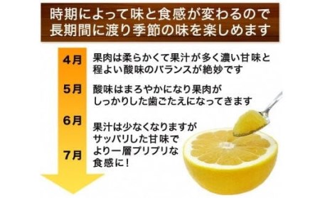 プレミアム 河内晩柑 5kg 河内晩柑