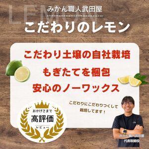 訳あり レモン 5kg 愛媛県 愛南町 みかん職人武田屋【レモン】