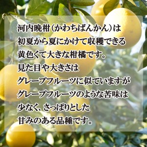 【贈答用】先行予約 愛南育ち 河内晩柑 吉田農園 愛南産 河内晩柑 約5kg 柑橘 フルーツ 河内晩柑 お中元 ギフト プレゼント 河内晩柑 愛媛県 愛南町