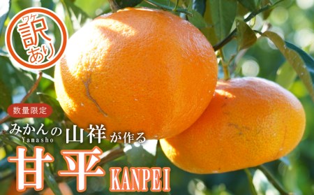 先行予約【訳あり】みかんの山祥の 甘平 4kg みかん 蜜柑 柑橘 みかん