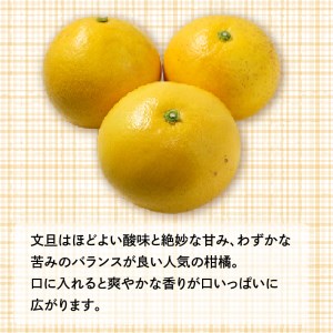 山口農園 土佐 文旦 10kg 文旦