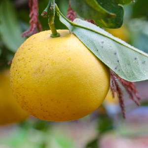 山口農園 土佐 文旦 10kg 文旦