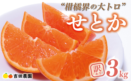 【2026年3月上旬頃発送】【先行予約】訳あり せとか 3kg みかんみかんみかんみかんみかんみかんみかんみかんみかんみかん