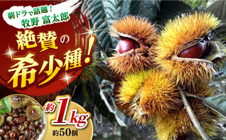 【先行予約】ほくほくと甘い熟成した夢甘栗 高級生栗＜秀品規格＞ 約1kg (約50個前後) 〈2026年10月から発送〉 【仁淀川流域夢甘栗生産者組合 くり蔵】 [ATDR002]