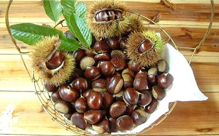 【先行予約】ほくほくと甘い熟成した夢甘栗 高級生栗＜秀品規格＞ 約1kg (約50個前後) 〈2026年10月から発送〉 【仁淀川流域夢甘栗生産者組合 くり蔵】 [ATDR002]