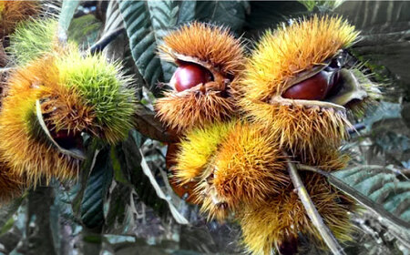 【先行予約】ほくほくと甘い熟成した夢甘栗 高級生栗＜秀品規格＞ 約1kg (約50個前後) 〈2026年10月から発送〉 【仁淀川流域夢甘栗生産者組合 くり蔵】 [ATDR002]