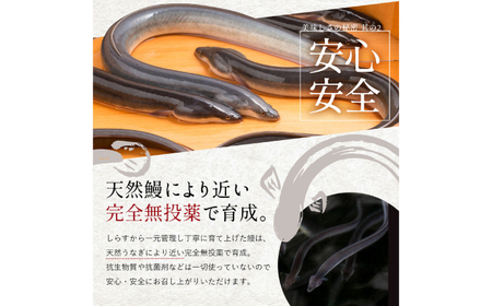 【最速発送】鰻 完全無投薬鰻 仁淀川鰻蒲焼き  中 (約150g×3尾 )  / 鰻 鰻蒲焼 鰻蒲焼き [ATBE018]　スピード 最短 最速 発送