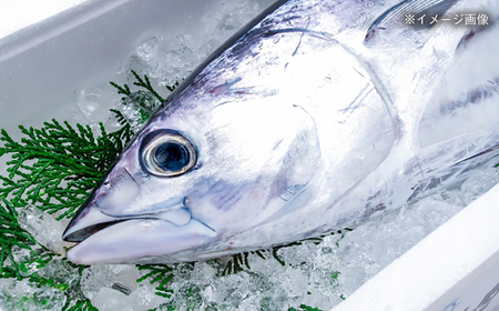 【最速発送】土佐久礼 完全手焼き 藁焼き鰹たたき 約350g /カツオたたき かつおたたき [ATBE024]　スピード 最短 最速 発送
