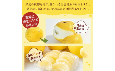【先行予約】高知県産 訳あり 土佐文旦 約10kg 〈2026年2月~発送〉 / 傷 シミ 訳アリ 【株式会社　四国健商】[ATAF038] 支援 支援品