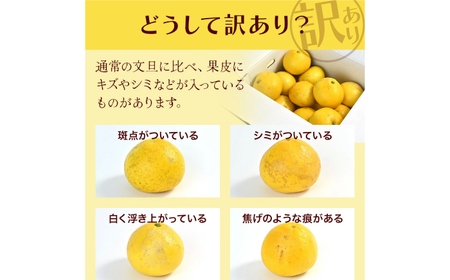 【先行予約】高知県産 訳あり 土佐文旦 約3kg 〈2026年2月~発送〉 / ぶんたん ブンタン 文旦 訳あり わけあり 訳アリ 傷 シミ 大容量 季節限定 期間限定 旬 果物 フルーツ みかん 柑橘 高知 土佐 特産品 【株式会社　四国健商】[ATAF151]