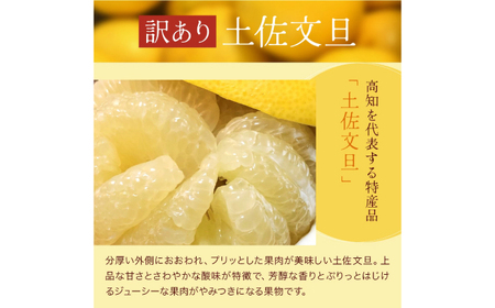 【先行予約】高知県産 訳あり 土佐文旦 約3kg 〈2026年2月~発送〉 / ぶんたん ブンタン 文旦 訳あり わけあり 訳アリ 傷 シミ 大容量 季節限定 期間限定 旬 果物 フルーツ みかん 柑橘 高知 土佐 特産品 【株式会社　四国健商】[ATAF151]
