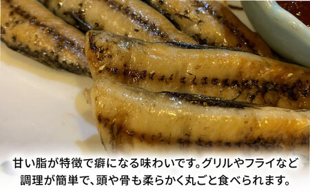 高知県産 ハダカイワシ干物 約1kg / 高知 ハダカイワシ イワシ いわし 魚 干物 冷凍 【ワクトフーズ】[ATHF001]