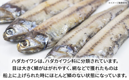 高知県産 ハダカイワシ干物 約1kg / 高知 ハダカイワシ イワシ いわし 魚 干物 冷凍 【ワクトフーズ】[ATHF001]