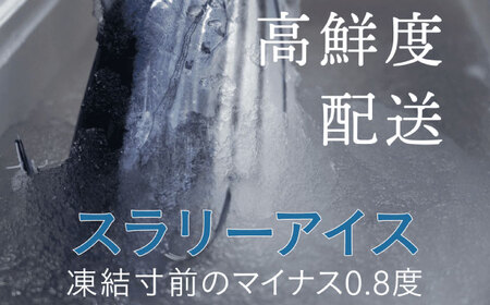 【土佐久礼かつお】 旬凍藁焼きタタキ 7から8人前（約800g） / 高知 土佐 久礼 かつお カツオ 鰹 たたき タタキ 【株式会社ジャパンダイニング】[ATHR002]