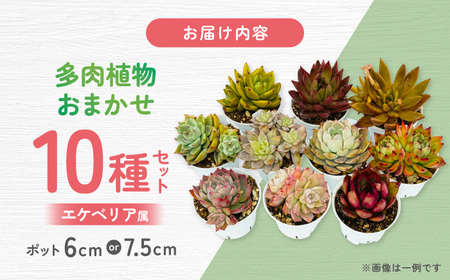 多肉植物 初心者さんも育てやすい エケベリア おまかせ 10種セット 【mucca】[ATHD002]